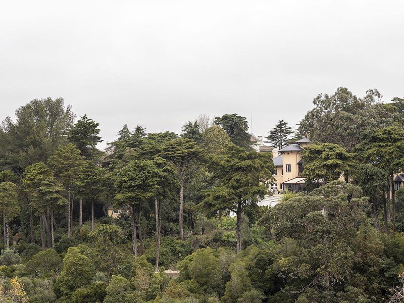 Sintra Marmoris Camelia